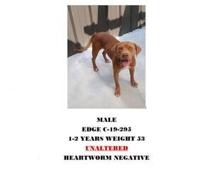 Medium Photo #1 Labrador Retriever Puppy For Sale in Chester, SC, USA