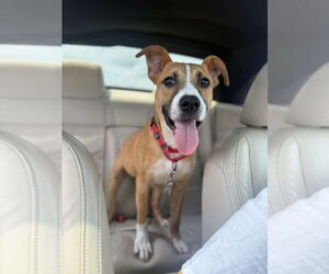 Boxer Dogs for adoption in FRAMINGHAM, MA, USA