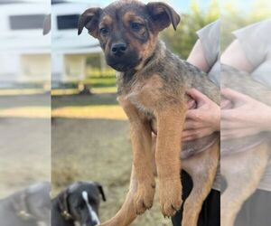 Mutt Dogs for adoption in Calgary, Alberta, Canada
