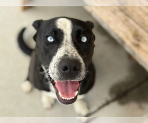 Labrador Retriever-Unknown Mix Dogs for adoption in Tulsa, OK, USA