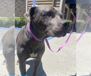 American Pit Bull Terrier-Unknown Mix Dogs for adoption in Upland, CA, USA