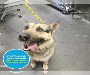 German Shepherd Dog-Unknown Mix Dogs for adoption in Santa Cruz, CA, USA