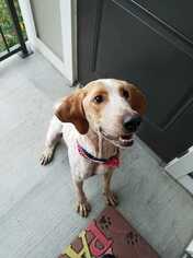 Medium Photo #1 Coonhound-German Shorthaired Pointer Mix Puppy For Sale in Durham, NC, USA