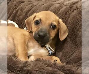 Mutt Dogs for adoption in Texarkana, TX, USA