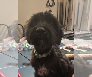 Miniature Labradoodle Dogs for adoption in Pottstown, PA, USA