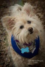 Medium Photo #1 Mutt Puppy For Sale in Freeport, FL, USA