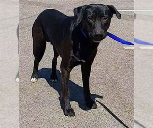 Shepradors Dogs for adoption in Chula Vista, CA, USA