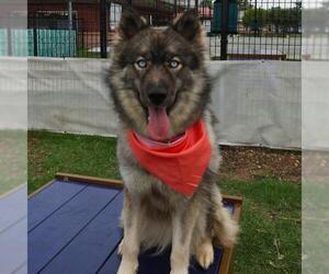 - Mix Dogs for adoption in San Antonio, TX, USA