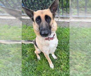 German Shepherd Dog Dogs for adoption in Riverside, CA, USA