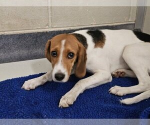 Beagle Dogs for adoption in Glen Allen, VA, USA