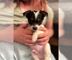 Chihuahua-Unknown Mix Dogs for adoption in Coralville, IA, USA