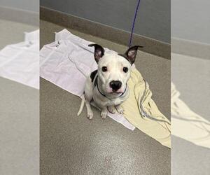 American Pit Bull Terrier-Unknown Mix Dogs for adoption in Las Vegas, NV, USA