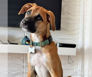 Labrador Retriever-Retriever Mix Dogs for adoption in Washington, DC, USA