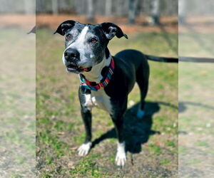 American Staffordshire Terrier-Unknown Mix Dogs for adoption in Westminster, MA, USA