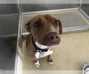 American Staffordshire Terrier-Unknown Mix Dogs for adoption in Grand Prairie, TX, USA