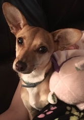 Chiweenie Dogs for adoption in Rustburg, VA, USA