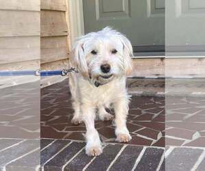 Shih Tzu-Unknown Mix Dogs for adoption in Arlington, VA, USA