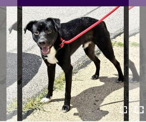 Labrador Retriever-Unknown Mix Dogs for adoption in Pittsburgh, PA, USA
