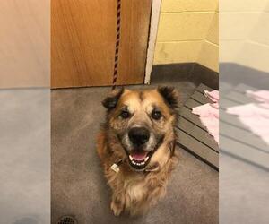 Australian Retriever Dogs for adoption in Forestville, MD, USA