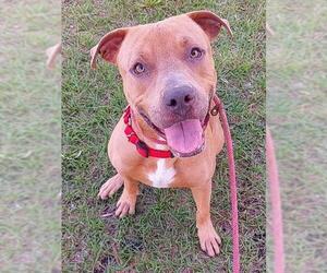 American Staffordshire Terrier Dogs for adoption in Fort Lauderdale, FL, USA