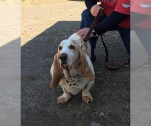 Basset Hound Dogs for adoption in Sterling, MA, USA