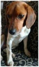 Beagle Dogs for adoption in Claremore, OK, USA