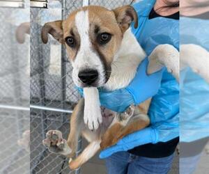 Staffordshire Bull Terrier Dogs for adoption in Bakersfield, CA, USA