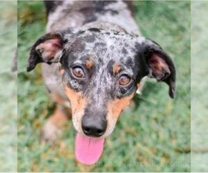 Dachshund Dogs for adoption in Opelika, AL, USA