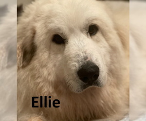Great Pyrenees-Unknown Mix Dogs for adoption in Mountain View, AR, USA