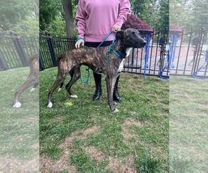 Greyhound Dogs for adoption in Cherry Hill, NJ, USA