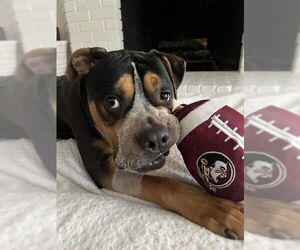 American Staffordshire Terrier-Unknown Mix Dogs for adoption in Tallahassee, FL, USA