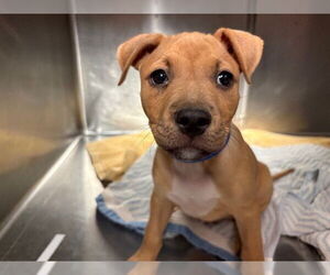 American Staffordshire Terrier Dogs for adoption in Rancho Cucamonga, CA, USA