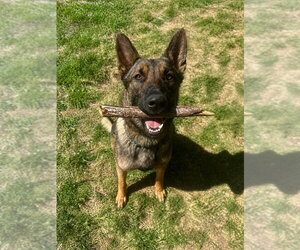 German Shepherd Dog-Unknown Mix Dogs for adoption in Imlay City, MI, USA