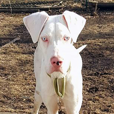 Medium Photo #1 Great Dane Puppy For Sale in St. Louis Park, MN, USA
