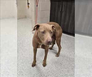 American Pit Bull Terrier-Unknown Mix Dogs for adoption in Conroe, TX, USA