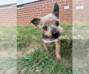 Mutt Dogs for adoption in Mooresville, NC, USA