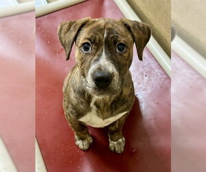 Mutt Dogs for adoption in Sacramento, CA, USA