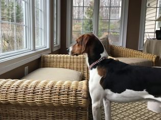 Treeing Walker Coonhound Dogs for adoption in Rockaway, NJ, USA