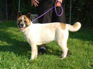 Akita Dogs for adoption in Louisville, KY, USA