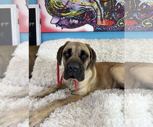 Mutt Dogs for adoption in Goodyear, AZ, USA
