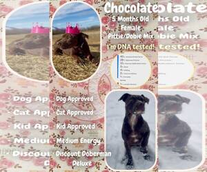 Mutt Dogs for adoption in Jacksonville, NC, USA