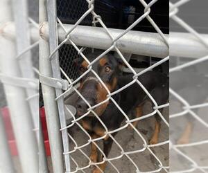 Doberman Pinscher Dogs for adoption in Redlands, CA, USA