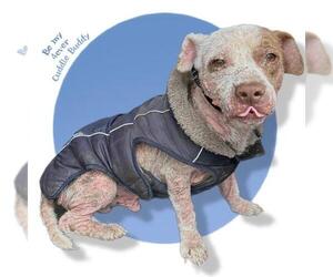 Cardigan Welsh Corgi Dogs for adoption in San Antonio, TX, USA