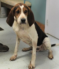 Small Treeing Walker Coonhound Mix