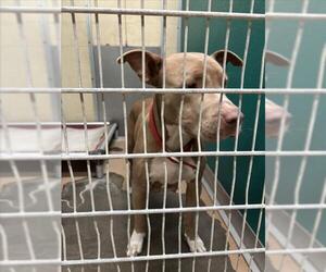 Mutt Dogs for adoption in Texas City, TX, USA