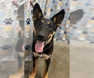 German Shepherd Dog-Unknown Mix Dogs for adoption in Rosenberg, TX, USA