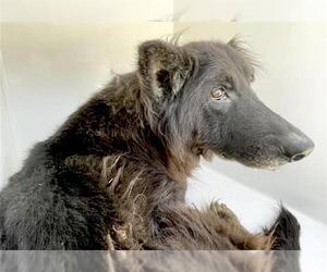 German Shepherd Dog Dogs for adoption in Houston, TX, USA