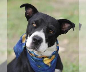 Labrador Retriever-Unknown Mix Dogs for adoption in San Antonio, TX, USA