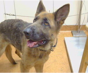 German Shepherd Dog Dogs for adoption in Sacramento, CA, USA