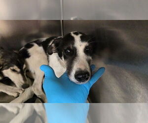 German Shepherd Dog Dogs for adoption in Riverside, CA, USA